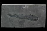 Devonian Lobed-Fin Fish (Osteolepis) - Scotland #98034-1